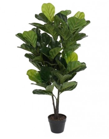 FICUS LYRATA ( h. 120 cm.)