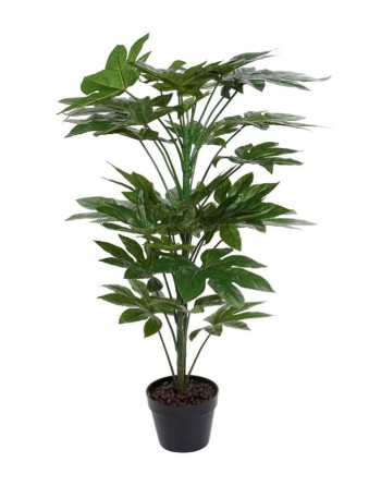 ARALIA JAPONICA. (h:110 cm.)