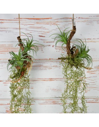 RAMA COLGANTE CON TILLANDSIAS