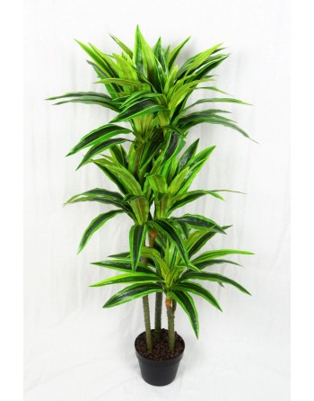 DRACAENA LEMON (124 cm.)