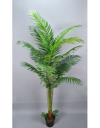 PALMERA ARECA 180 CM.