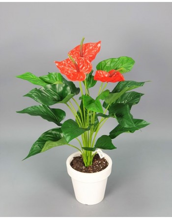 ANTHURIUM 55 CM.