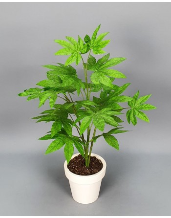 ARALIA 60 CM.