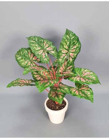 CALADIUM 60 CM.