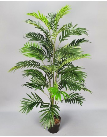 CHAMEDOREA FENIX 115 CM.