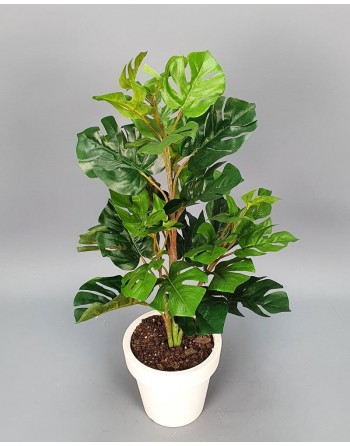 PHILODENDRON 60 CM.