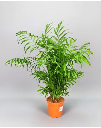 CHAMEDOREA 90-100 CM.