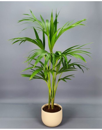 KENTIA. 120 CM.