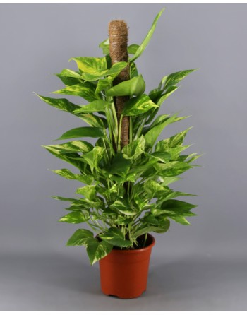 POTHO TUTOR (0.60 m.)