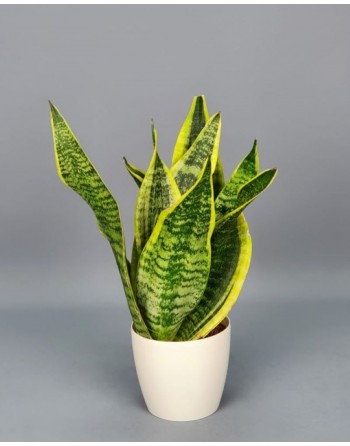 SANSEVIERIA. 40 CM.