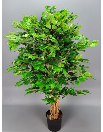 FICUS BENJAMINA. H:140 CM.