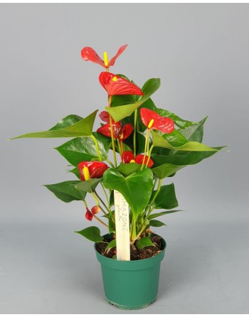 ANTHURIUM 60-70 CM.