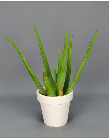 ALOE VERA. 45 CM.