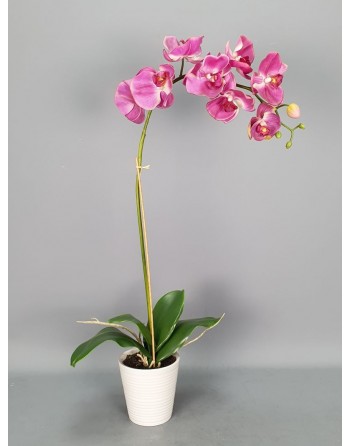 PHALENOPSIS 1 VARA CON...