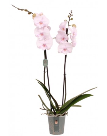 PHALENOPSIS 2 VARAS. VARIOS...