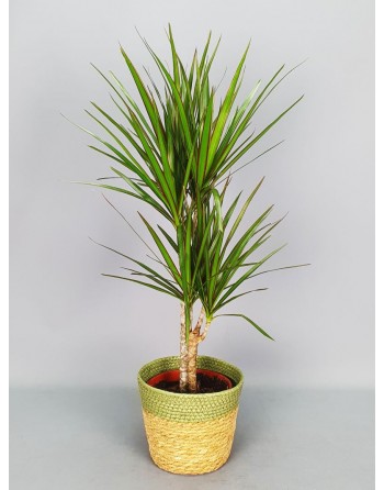 DRACENA MARGINATA. 2 TRONCOS