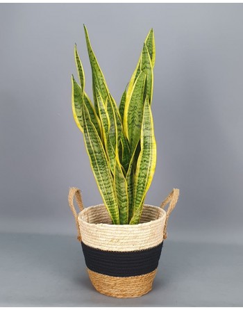 SANSIVIERA DE 60-70 CM