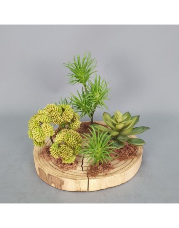 LASCA CON PLANTAS CRASAS