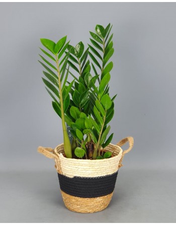 ZAMIOCULCA 75 CM.