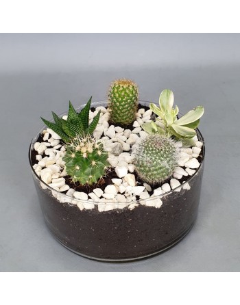 BASE CRISTAL CON 5 CACTUS.
