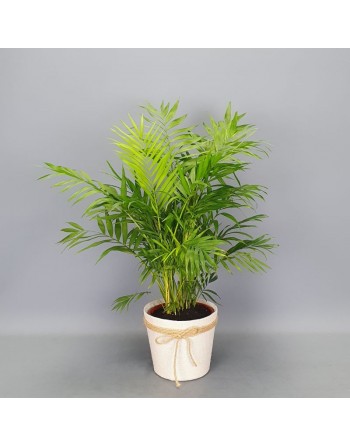 CHAMAEDOREA 70 CM.