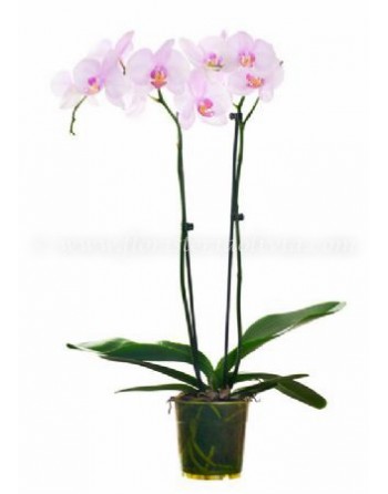 PHALAENOPSIS