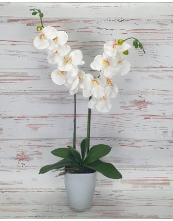 PHALENOPSIS BLANCO CON BASE...