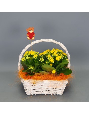 CESTA CON KALANCHOES Y PIN