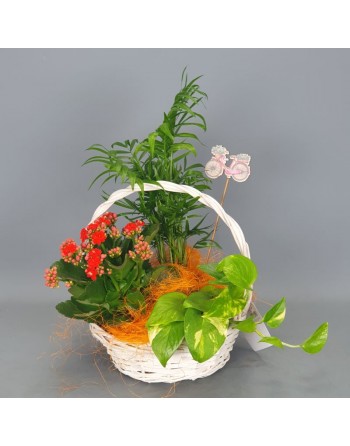 CESTA DE PLANTAS Y PIN
