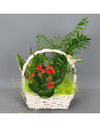 CESTA DE PLANTAS CON PIN