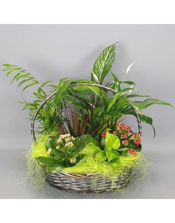 CESTA GRANDE DE PLANTAS