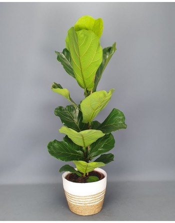 FICUS LYRATA. 120 CM. APROX.