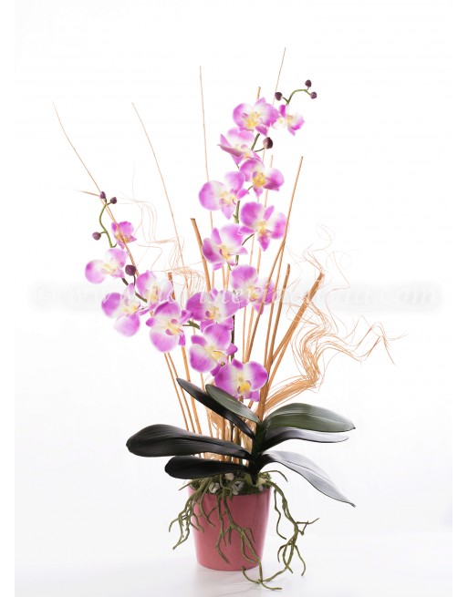 PHALENOPSIS ROSA CON RAICES EN BASE CERÁMICA ROSA