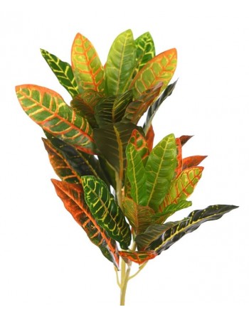 CROTON. (50 cm.)